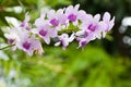 Purple white orchid closeup Royalty Free Stock Photo