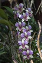 Purple and white Orchid flower bloom and hanging on tree in the garden.