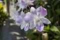 Purple and white orchid flower bloom wayside the footpath in the garden. Royalty Free Stock Photo