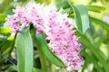 Purple and white orchid flower in the summer garden