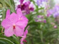 Purple and white orchid flower with two yellow spots, which look like animal eyes, over orchid garden background Royalty Free Stock Photo