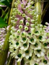 Purple white orchid flower wallpape