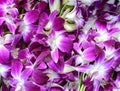 Purple and white orchid flowers Royalty Free Stock Photo