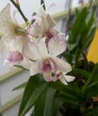 purple and white orchid