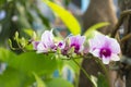 Purple and white orchids