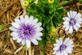 Purple And White Osteospermum Flowers in a spring season at a botanical garden.