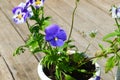 Purple and white pansies flowers in the garden on sunny day Royalty Free Stock Photo