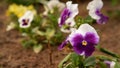 Purple and white pansies flowers in the garden on sunny day Royalty Free Stock Photo