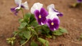 Purple and white pansies flowers in the garden on sunny day Royalty Free Stock Photo