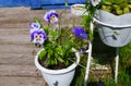 Purple and white pansies flowers in the garden on sunny day Royalty Free Stock Photo
