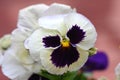 Purple White Pansy Face