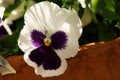 Purple and White Pansy