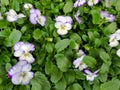 Purple and white pansy plant