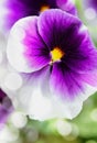 Purple and white Pansy up close