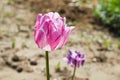 Purple and white parrot tulips outdoors. Royalty Free Stock Photo