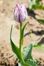 Purple and white parrot tulips outdoors. Royalty Free Stock Photo