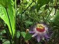 A purple and white passion flower found in the middle of the jungle Royalty Free Stock Photo