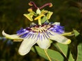 Purple and White Passion Fruit Flower. South Africa.