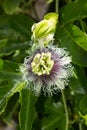 Purple and white passionflower Royalty Free Stock Photo