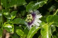 Purple and white passionflower Royalty Free Stock Photo