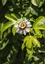 Purple and white passionflower fruit, Passiflora incarnate Royalty Free Stock Photo