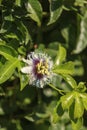 Purple and white passionflower fruit, Passiflora incarnate Royalty Free Stock Photo