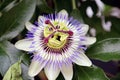 Purple white passionflower in a garden in nieuwerkerk aan den ijssel in the Netherlands Royalty Free Stock Photo