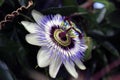 Purple white passionflower in a garden in nieuwerkerk aan den ijssel in the Netherlands Royalty Free Stock Photo