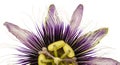 Purple and white passionflower isolated Royalty Free Stock Photo