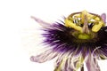 Purple and white passionflower isolated Royalty Free Stock Photo