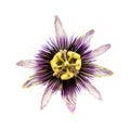 Purple and white passionflower isolated Royalty Free Stock Photo