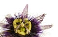 Purple and white passionflower isolated Royalty Free Stock Photo