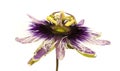 Purple and white passionflower isolated Royalty Free Stock Photo