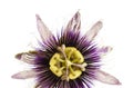 Purple and white passionflower isolated Royalty Free Stock Photo