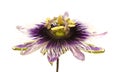 Purple and white passionflower isolated Royalty Free Stock Photo