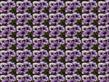 Purple white petunia flower floral background concept wallpaper with repeated figures. Seamless pattern on black background. Royalty Free Stock Photo