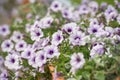 Purple and White Petunia Flowers