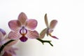 Purple and White Phalenopsis Orchid Flowers on Light Background