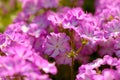 Purple white phlox flowers warm colors