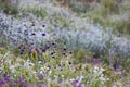 Purple White and Pink Wildflowers in California