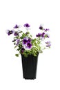 Purple and white potted Pansy over a White Background