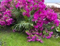 Purple and white Satsuki azalea in Bellagio, Italy.