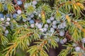 Purple berries on pine branches