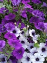 Purple and white small petunia flowers Royalty Free Stock Photo