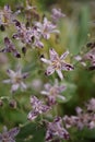 Purple and white small toad tiger lily flowers