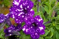 A purple and white speckled petunia flower, its vibrant hues standing out against the lush green leaves in the background. Two