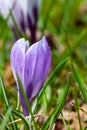 Purple-white spring crocuses close-up on green background. Royalty Free Stock Photo