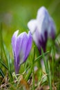 Purple-white spring crocuses close-up on green background.