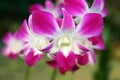 Purple White Stripe Orchid Royalty Free Stock Photo