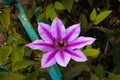 Purple-white striped Clematis blooming in summer garden. Flowers on a background of green leaves and a fence. Royalty Free Stock Photo